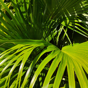 夜兰被丘丘人抓住繁衍后代

